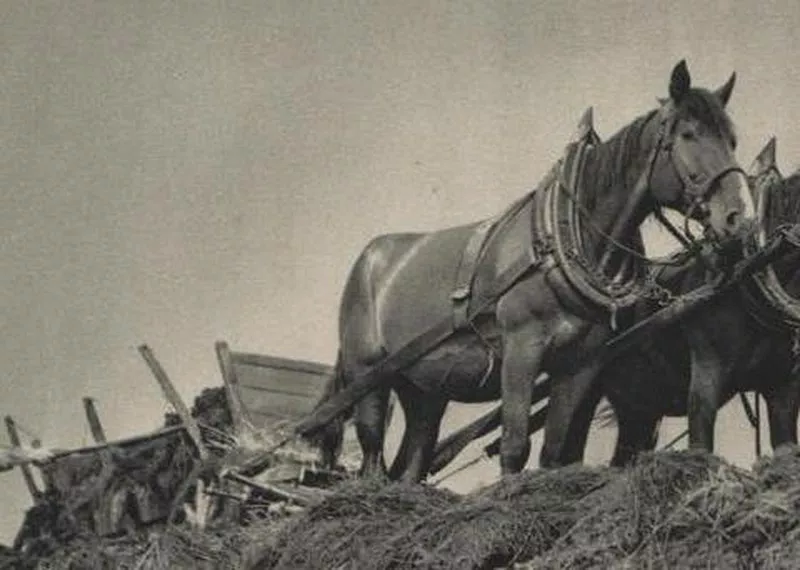 Venkovská selanka